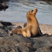  Galapagos